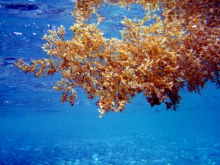  Unterwasserwelt der Costa Tropical